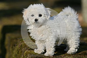 Bichon frise