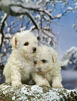 BICHON FRISE