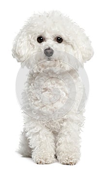 Bichon frise, 5 years old, sitting photo