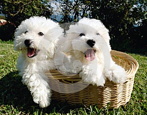 Bichon frise