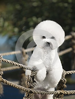 Bichon Frise