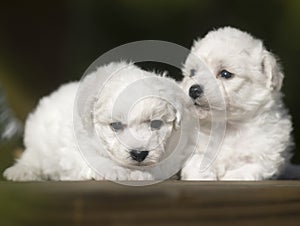 Bichon Frise