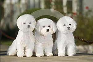 Bichon Frise