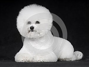 Bichon Frise