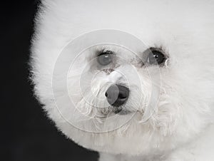 Bichon Frise