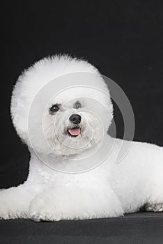 Bichon Frise