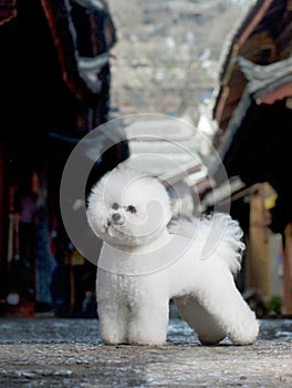 Bichon Frise