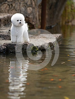 Bichon Frise