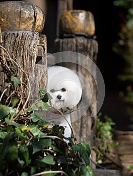 Bichon Frise