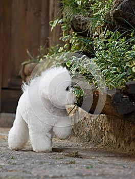 Bichon Frise