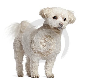 Bichon Frise, 7 years old, standing