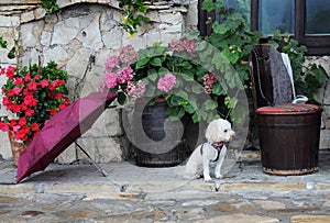 Bichon Frise and Bright Flowers