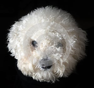 Bichon frise dog