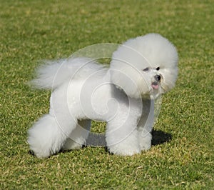 Bichon Frise dog