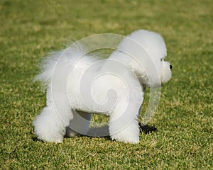 Bichon Frise dog