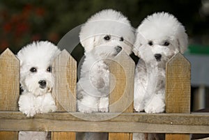 Bichon Frise dog