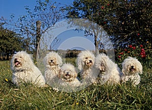 Bichon Frise Dog, Adults standing on Grass photo