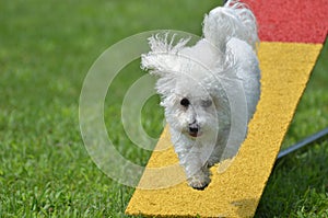 Bichon Frise at a Dog Agility Trial