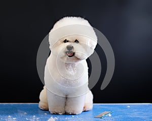 A bichon Frise dog on a black background with a beautiful haircut. Next to a comb and shorn wool