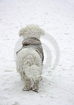 Bichon Frise dog in coat