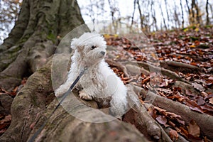 Bichon frise dog in a forest