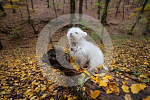 Bichon frise dog in a forest