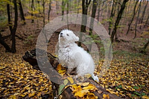 Bichon frise dog in a forest
