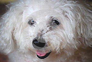 Bichon Frise Dog-A Portrait