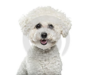 Bichon Frise dog in portrait against white background photo