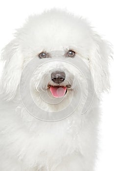 Bichon Frise dog portrait