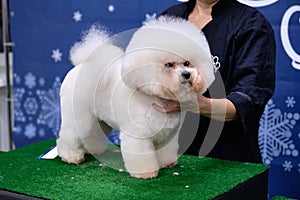 A Bichon Frise dog in a rack on a table after being sheared by a master
