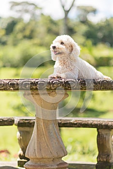 Bichon Frise dog