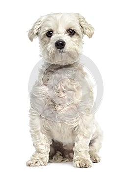 Bichon frise dog sitting and facing, isolated