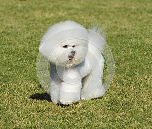 Bichon Frise dog