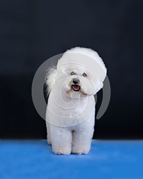 A Bichon Frise dog stands on a blue surface after grooming on a black background