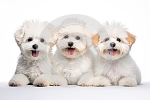 Bichon Frise Family Foursome Dogs Sitting On A White Background photo