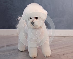 bichon frise after grooming in an animal salon