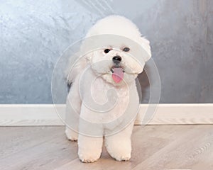 bichon frise after grooming in an animal salon front view close up