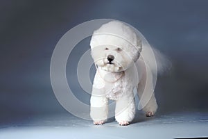 Bichon frise after grooming in a pet salon . Studio photo