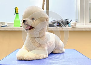 Bichon Frise on the grooming table in the salon for the care of animals on the background of the window