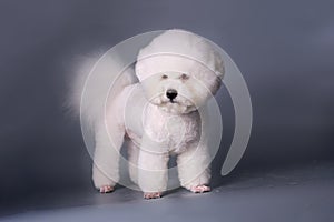 Bichon frise after a haircut in a grooming pet salon . Studio photo