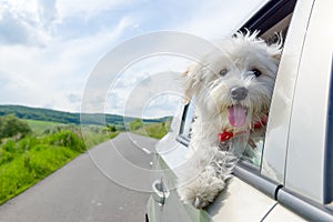 Bichon Frise Looking out of car photo