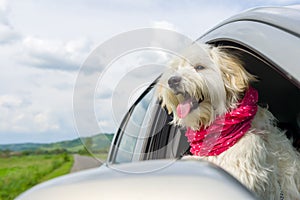 Bichon Frise Looking out of car