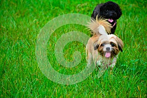 Bichon frise and Poodle dog