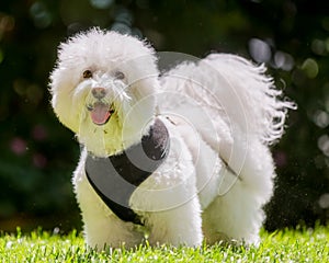 Bichon Frise poodle standing in a field looking at the camera from the side