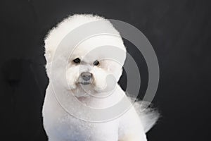 Bichon frise portrait close-up on a dark background after a haircut in a dog salon