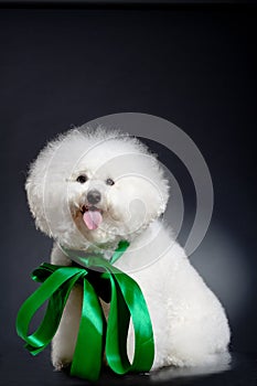 Bichon frise posing