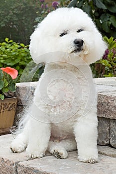 Bichon Frise posing photo