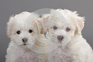 Bichon Frise puppies