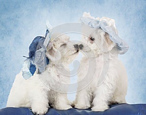 Bichon Frise puppies in hats